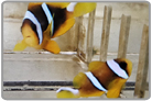 Allard's Anemonefish Pair